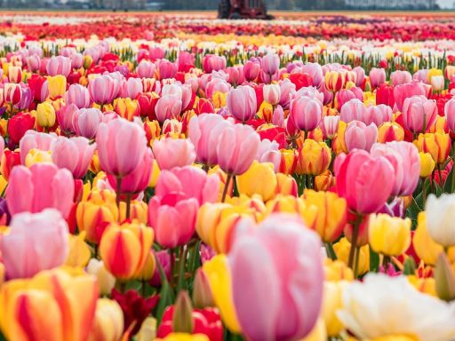 Tulip Fields in Holland